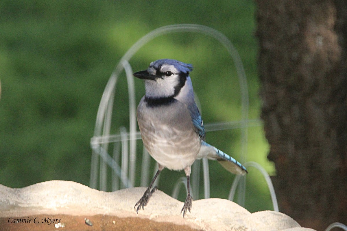 Blue Jay