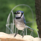 Blue Jay