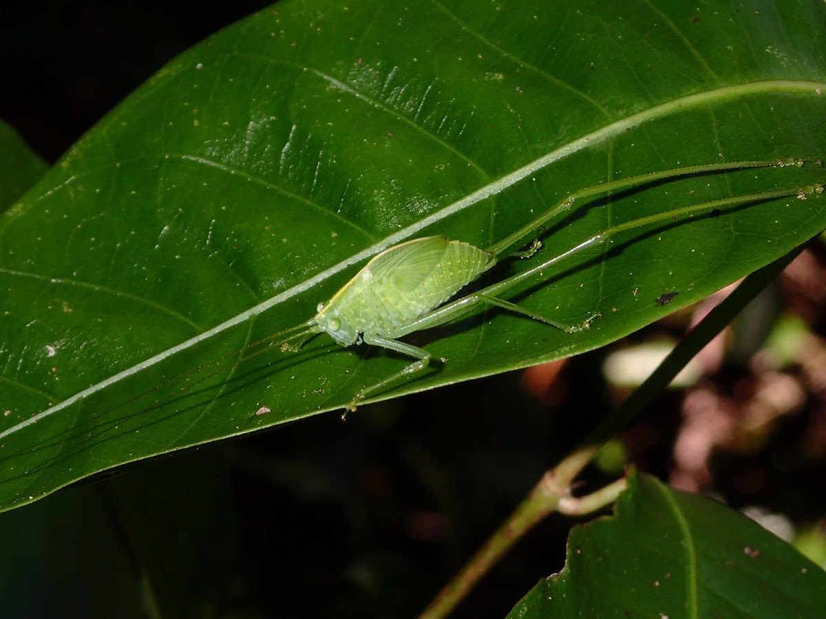 Katydid - nymph