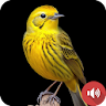 Canary Bird Sounds icon