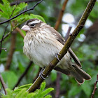 Rose-breasted grosbeak (female)