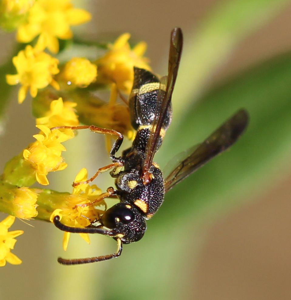 potter wasp