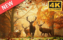 Deer HD Wallpapers Wild Animals New Tab Theme small promo image