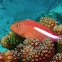 Arc-Eye Hawkfish