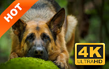 German Shepherd Pop HD Animals New Tabs Theme small promo image