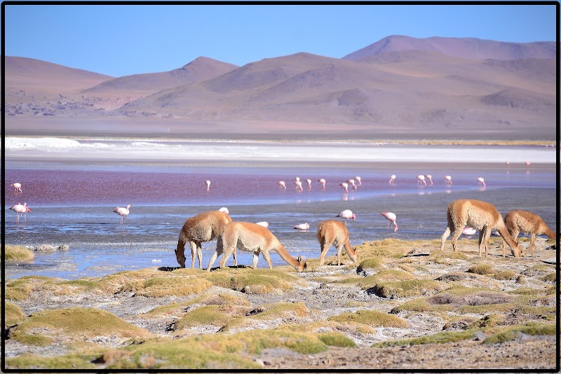 TOUR SALAR UYUNI I. EL ASOMBROSO PARQUE EDUARDO AVAROA - DE ATACAMA A LA PAZ. ROZANDO EL CIELO 2019 (34)