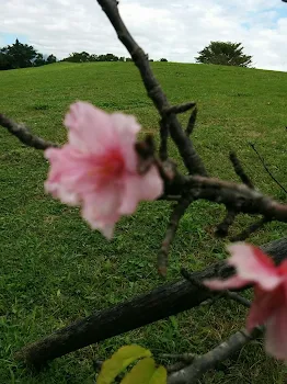 ありがとう