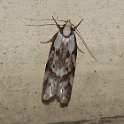 Palimmeces Moth