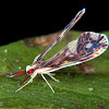 Derbid planthopper