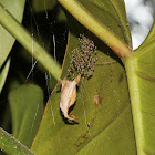 Signature Spider Hatchlings