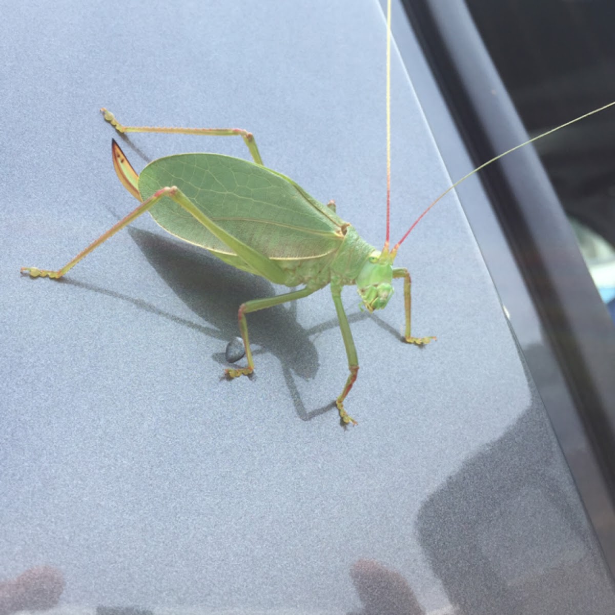 Katydid Grasshopper