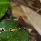 Red-eye Skipper