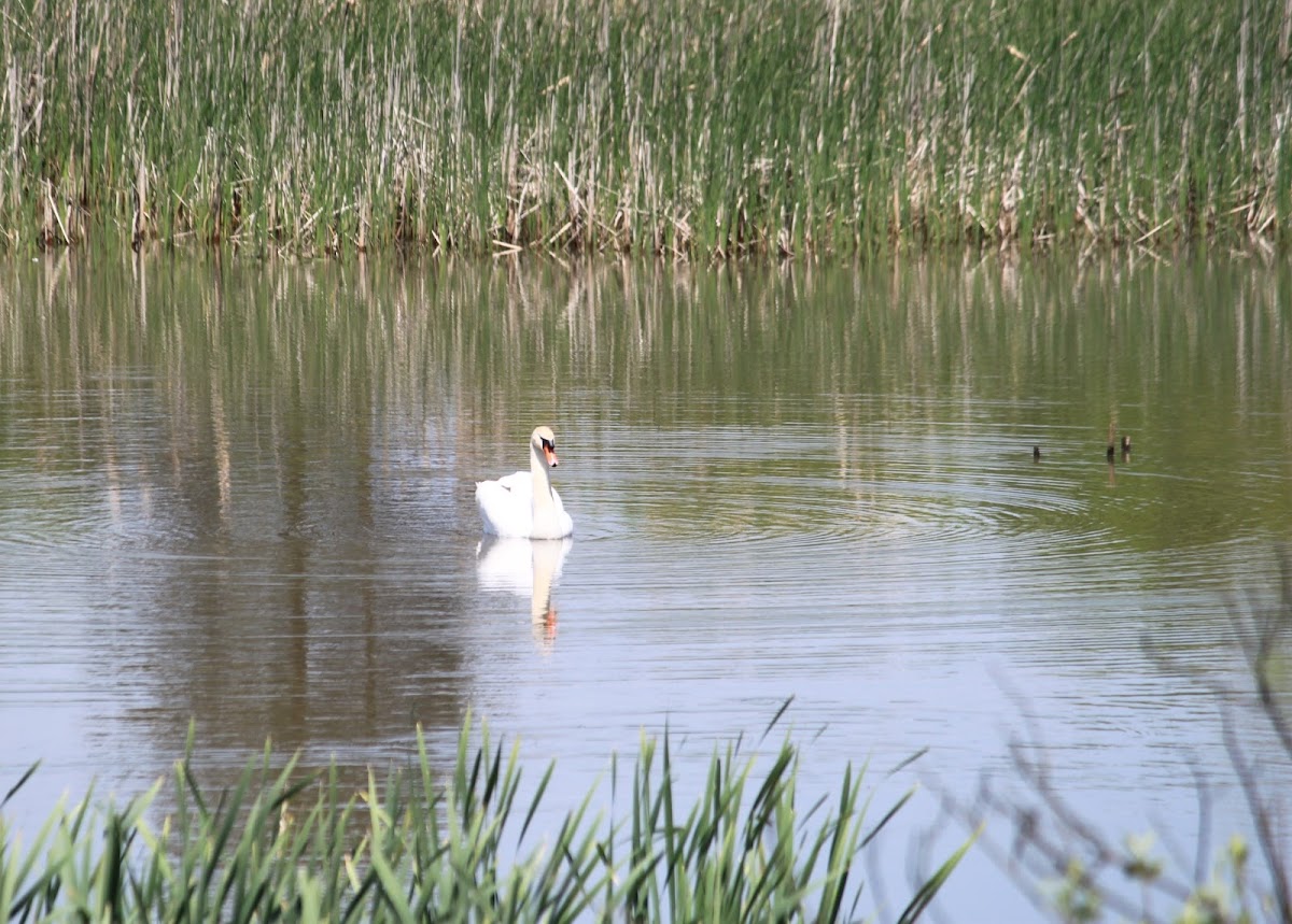 Mute swan