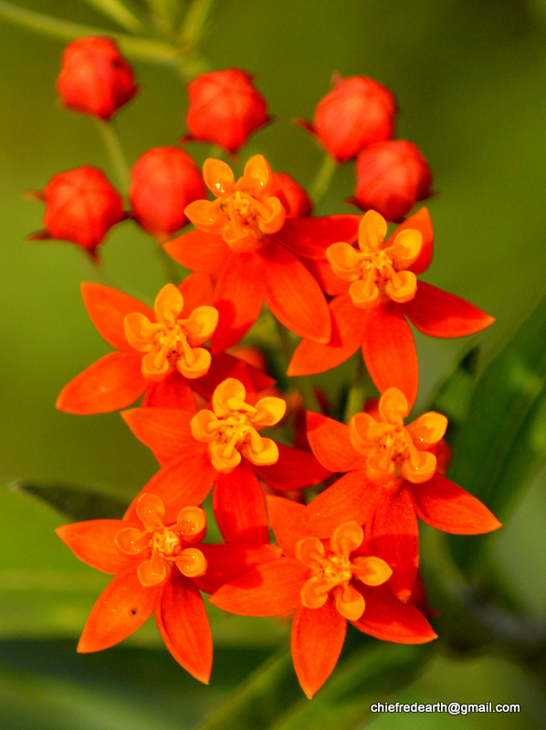 Scarlet Milkweed