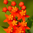 Scarlet Milkweed