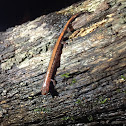 Red-Backed Salamander