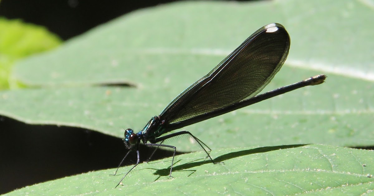 Ebony Jewelwing female