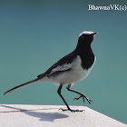 White-Browed Wagtail