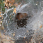 Funnel Web Spider