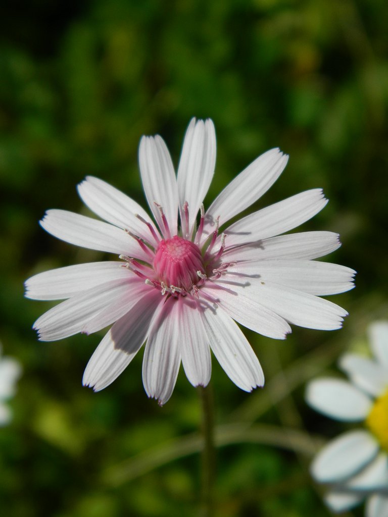 Red hawksbeard