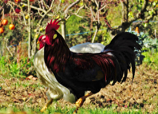 Gallo nero e gallina bianca del Chianti di Giorgio Lucca