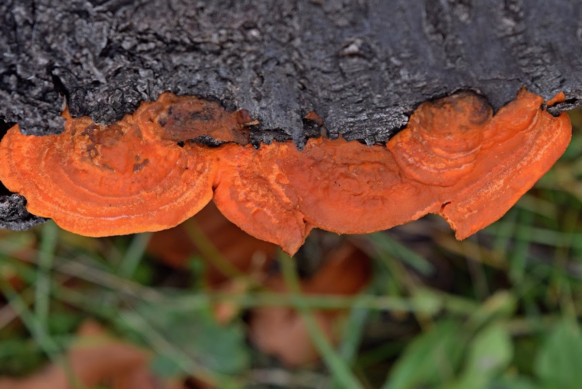 Cinnabar Polypore