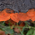 Cinnabar Polypore