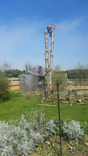 Tree Surgery,Tree Removal , Seaford, East Sussex