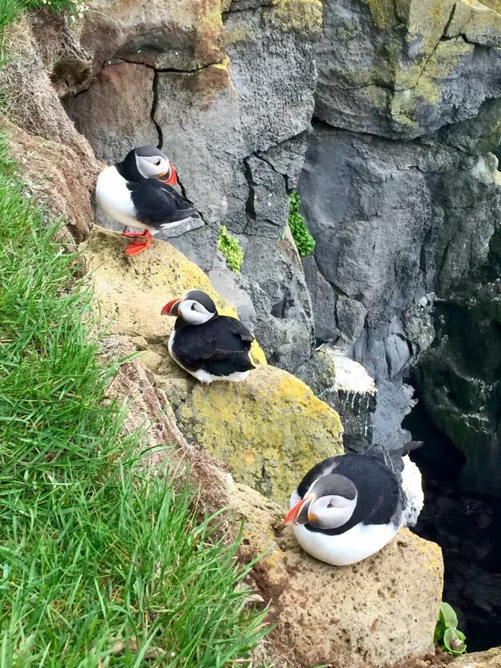 Puffins