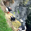 Puffins