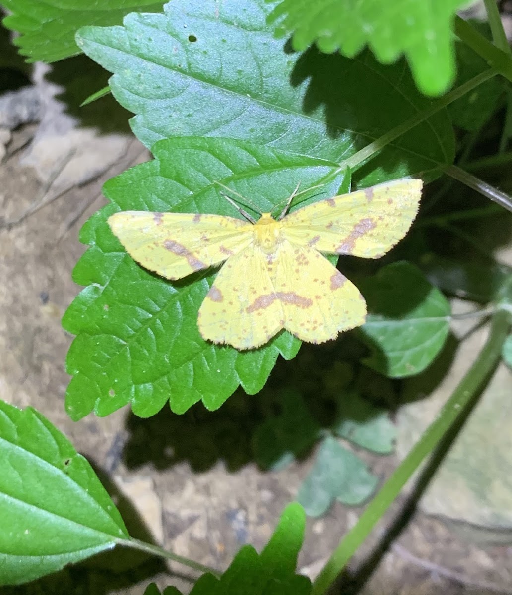 False crocus geometer