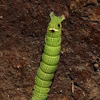 Noctuid moth caterpillar