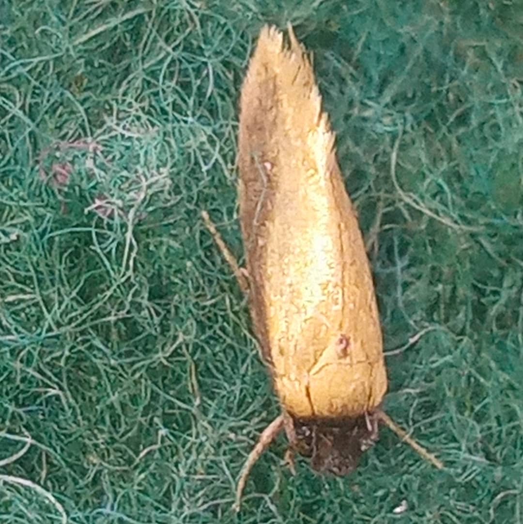 Opogona moth