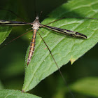 cranefly