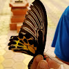 southern birdwing