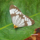 Marbled White Moth