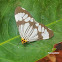 Marbled White Moth