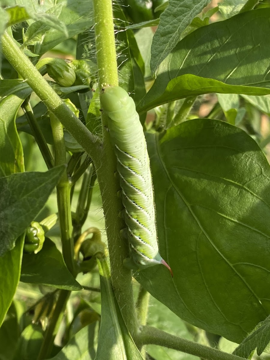 Tomato Hornworm, aka 5 Spotted hawkmoth