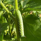 Tomato Hornworm, aka 5 Spotted hawkmoth