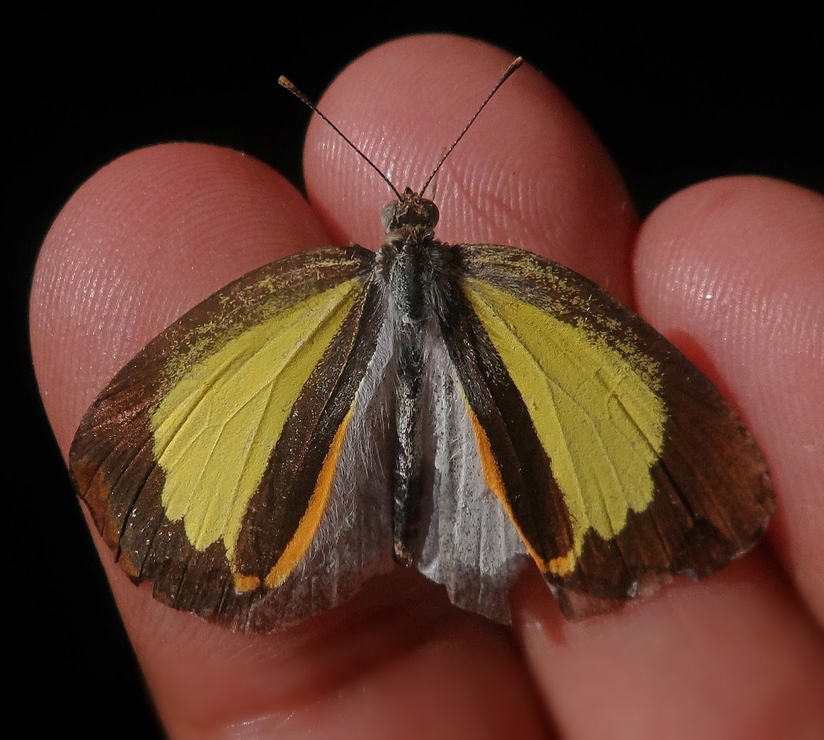 Fairy Yellow, Barred Yellow or Barred Sulphu