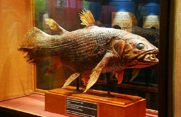 The famous coelacanth specimen on display at the East London Museum. Its armour-like scales are deep blue in the wild