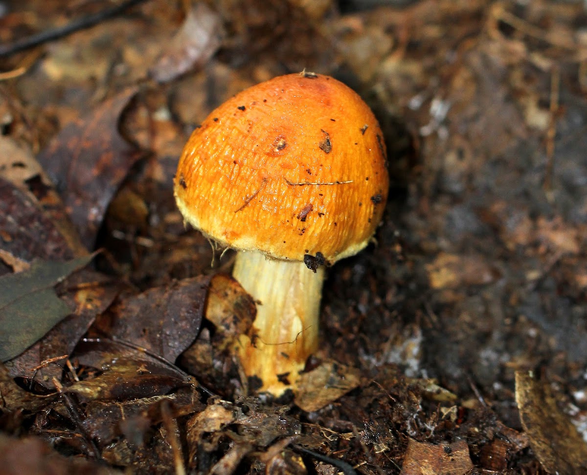 Corrugated Cortinarius