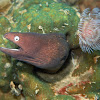 White-Eyed Moray