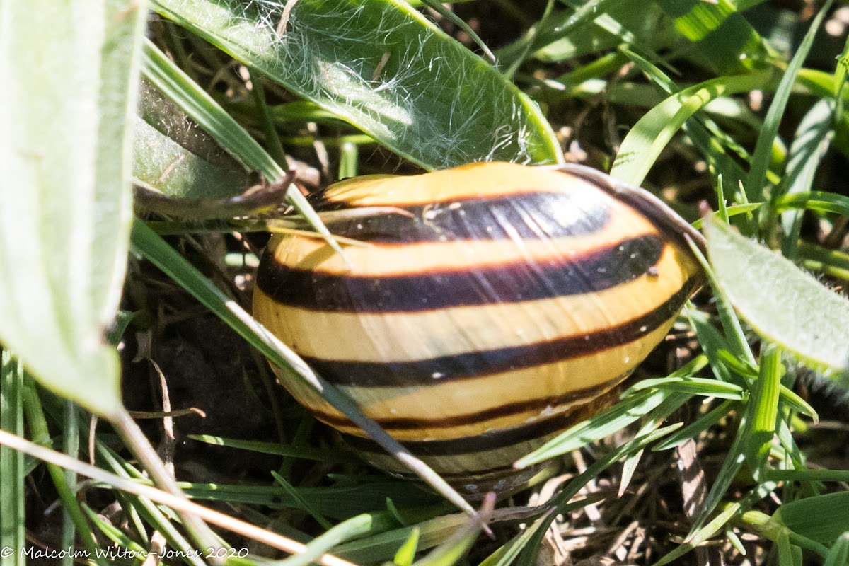 Brown-lipped Snail