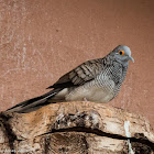 Barred Dove