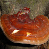 Bracket Fungus