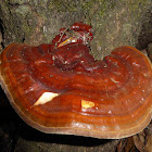 Bracket Fungus