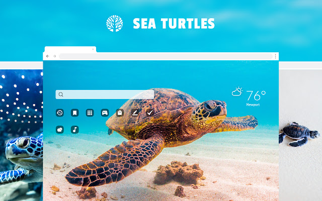 Sea Turtle - Marine Tortoise HD Wallpapers