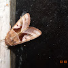 Noctuid Moth