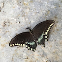 Spicebush Swallowtail